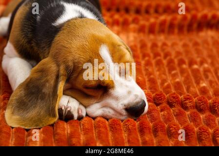 Adorable beagle puppy reposant sur un motif écossais orange. Portrait d'un magnifique Beagle puppy Banque D'Images