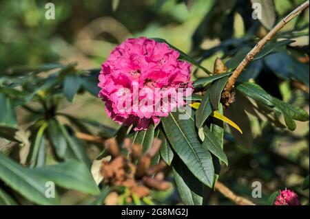 Belle vue rapprochée d'une fleur de rhododendron sauvage rose printemps avec des feuilles vert foncé, Howth Rhododendron Gardens, Dublin, Irlande Banque D'Images