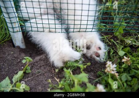 Gros plan sur l'herbe sur les pattes d'un petit chiot blanc Samoyed Banque D'Images