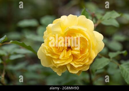 Gros plan d'une rose jaune appelée Rosa la femme Poets fleurit dans un jardin britannique. Une belle fleur de rose David Austin. Banque D'Images