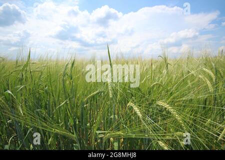 Champ d'orge après la pluie. Pointes d'orge avec gouttes de pluie. Banque D'Images
