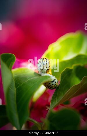 Larve verte sur une plante de bougainvilliers avec des fleurs roses et des feuilles vertes (Papilio polyxenes) Banque D'Images