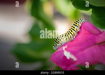 Larve verte à pointes orange sur une fleur de bougainvilliers rose (Papilio polyxenes). Banque D'Images