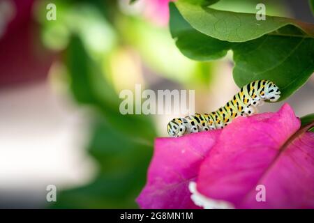 Larve verte à pointes orange sur une fleur de bougainvilliers rose (Papilio polyxenes). Banque D'Images