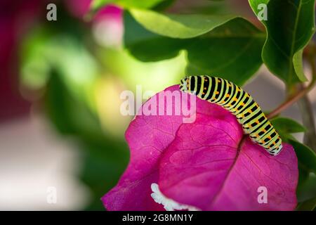 chenille verte avec points orange sur une fleur rose de bougainvilliers (Papilio polyxenes) . vue du dessus Banque D'Images