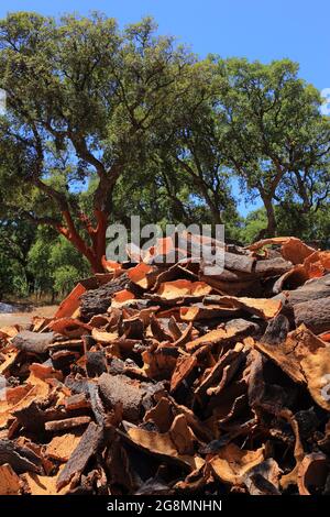 Portugal, région de l'Alentejo. Chêne-liège nouvellement récolté, avec séchage de l'écorce au soleil. (Liège non traité) Ressources naturelles et durables. Mise au point peu profonde Banque D'Images