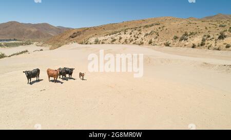 vaches se déplaçant dans le sable dans un petit groupe Banque D'Images