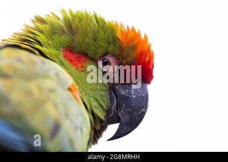 Portrait d'une Macaw à façade rouge Banque D'Images