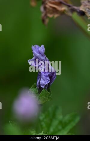 Gros plan d'une fleur de zébrures en forme de zébrures Banque D'Images