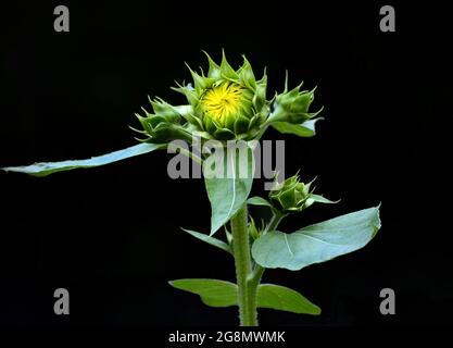 bourgeon de tournesol sur le point d'ouvrir Banque D'Images