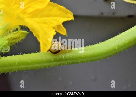 Petite vis de boîtier sur une plante de concombre Banque D'Images