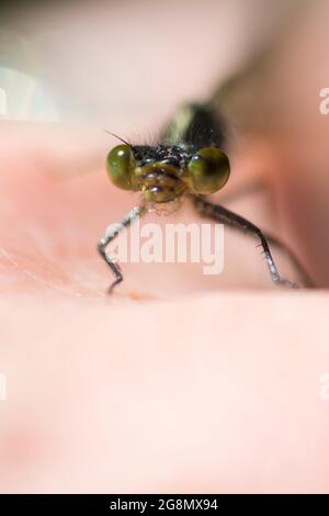 Emerald damselfly (Lestes sponsors) dans la main Banque D'Images