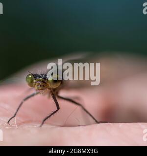 Emerald damselfly (Lestes sponsors) dans la main Banque D'Images