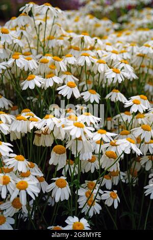 Fleurs de tanacetum corymbosum (Schultz) à Marguerite blanche et jaune Banque D'Images