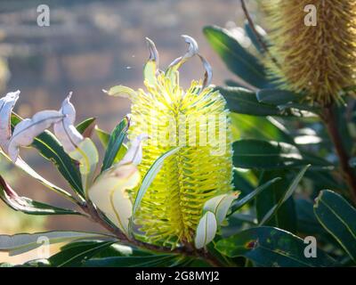 Une belle fleur de banksia jaune parmi d'autres arbres et arbustes, fournissant nectar et pollen pour les oiseaux et les abeilles, Île du Nord, Nouvelle-Zélande Banque D'Images