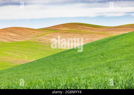 Pullman, Washington, Etats-Unis. Champs de blé dans les collines de Palouse. Banque D'Images