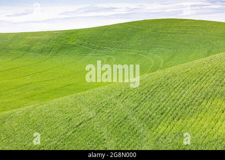 Pullman, Washington, Etats-Unis. Champs de blé dans les collines de Palouse. Banque D'Images