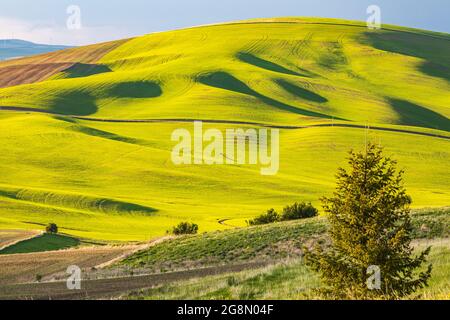 Pullman, Washington, Etats-Unis. Champs de blé dans les collines de Palouse. Banque D'Images