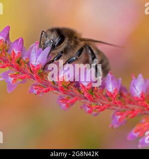 Une abeille collectant le pollen d'une fleur dans le jardin arrière. Worcestershire, Royaume-Uni Banque D'Images