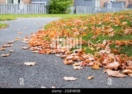 Feuilles d'automne sur la route, tombées des arbres sur le sol dans la cour près des maisons Banque D'Images