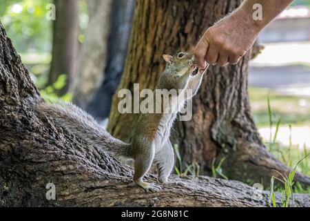 Homme nourrissant à la main l'écureuil gris de l'est (Sciurus carolinensis) au parc Meeks de Blairsville, en Géorgie. (ÉTATS-UNIS) Banque D'Images