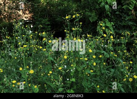 Jardin, surcultivé, mauvaises herbes, chardons Banque D'Images