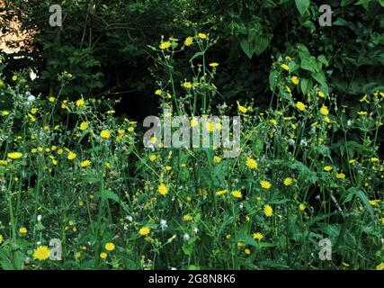 Jardin, surcultivé, mauvaises herbes, chardons Banque D'Images