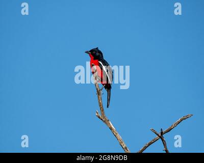 Un shrike croisé cramoisi perché dans un arbre en Afrique australe savannah Banque D'Images