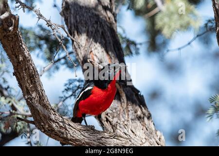 Un shrike croisé cramoisi perché dans un arbre en Afrique australe savannah Banque D'Images