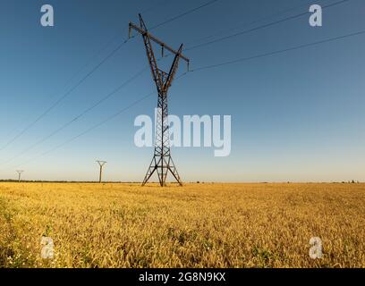 Un grand pôle haute tension au milieu d'un champ de blé. Le ciel est bleu. Paysage d'été Banque D'Images