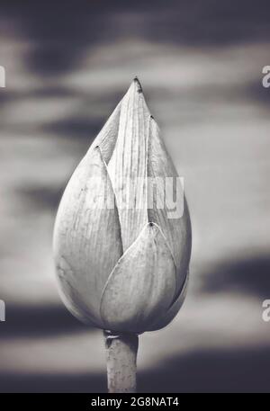 Un bourgeon de lotus (Nelumbo nucifera) fleurit dans le jardin japonais de Charles Wood, le 20 juillet 2021, à Mobile, Alabama. Banque D'Images