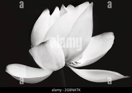 Une fleur de lotus (Nelumbo nucifera) fleurit dans le jardin japonais de Charles Wood, le 20 juillet 2021, à Mobile, Alabama. Banque D'Images