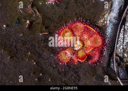 Plante unique du Sundew Drosera admirabilis carnivore dans l'habitat naturel du Kloof de bain, Cap occidental d'Afrique du Sud Banque D'Images