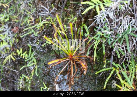 Spécimen unique du Sundew Drosera capensis dans un habitat naturel qui pousse sur un mur vertical dans le Kloof de bain, au Cap occidental de l'Afrique du Sud Banque D'Images