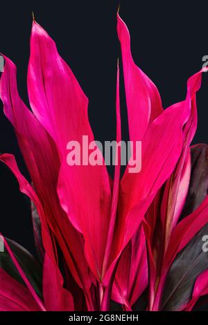 plante de cordyline rose vif poussant dans un jardin tropical avec fond noir. Plante à fleurs à feuilles persistantes de la famille des asperges Banque D'Images