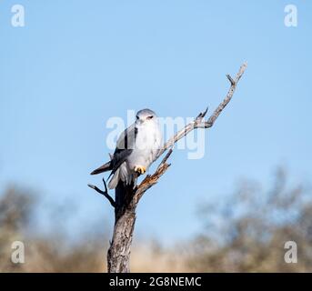Kite à épaulettes noires perchée sur un arbre mort dans la savane d'Afrique australe Banque D'Images