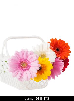 Pâquerettes fleuries dans le panier blanc crocheté. Décoration fleurie pour la maison. Isolé sur blanc Banque D'Images
