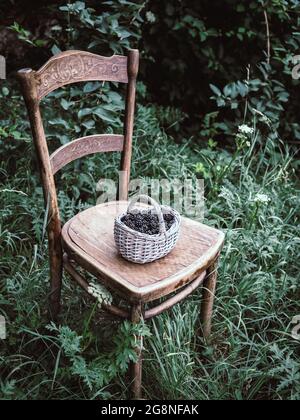 Panier de mûres fraîches sur chaise en bois vintage dans le jardin. Banque D'Images