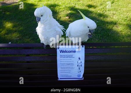 Deux Cockatoos à soufre et à crête perchés sur un banc de parc avec un avis Covid-19 Banque D'Images