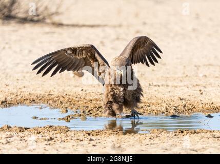 Un pygargue immature de Bateleur debout dans une flaque d'eau pour boire un verre dans le Kgalagadi, Afrique australe Banque D'Images