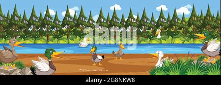 Panorama paysage scène avec beaucoup de canards dans l'illustration de la forêt Illustration de Vecteur