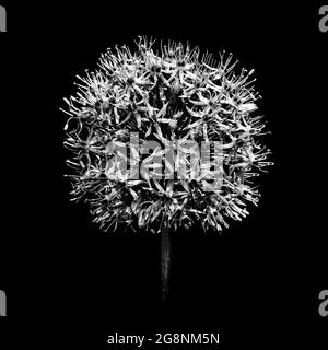 Portrait botanique monochrome d'un Allium. Banque D'Images