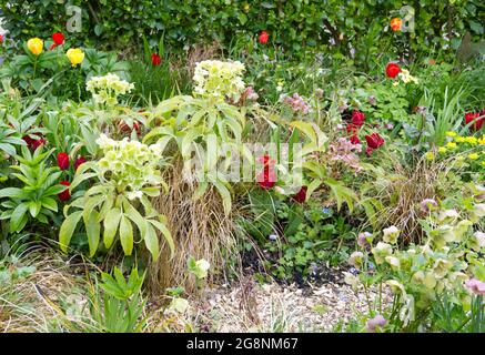 Fleurs de tulipe rouge Seadov, hellebore Sternii, euphorbia et herbe de carex de bronze dans un jardin de printemps. Avril Royaume-Uni Banque D'Images