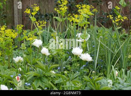 Double tulipes blanches et jaune acide Smyrnium perfoliatum dans un jardin de printemps UK avril Banque D'Images