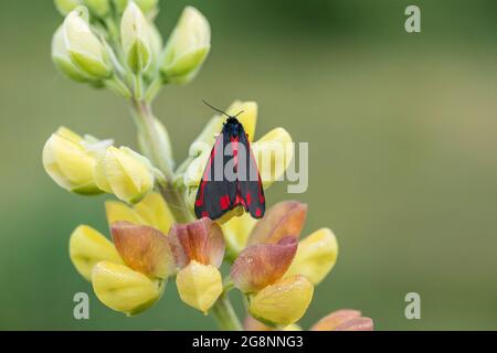 Cinnabar Moth; Tyria jacobaeae; on Tree Lupin; UK Banque D'Images