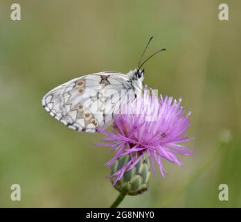 Lepidoptera Melanargia lachesis perchée sur une fleur de chardon. Vue latérale de la moitié ibérique communément appelée deuil. Banque D'Images