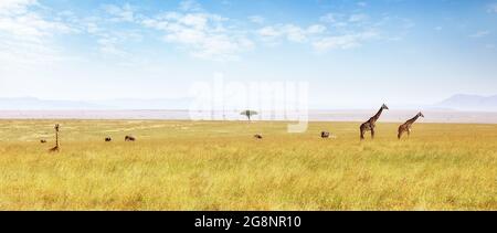 Les girafes de Masai et les éléphants africains errant dans les prairies luxuriantes de la Mara de Masai. Vue panoramique en été montrant la grande étendue du Banque D'Images