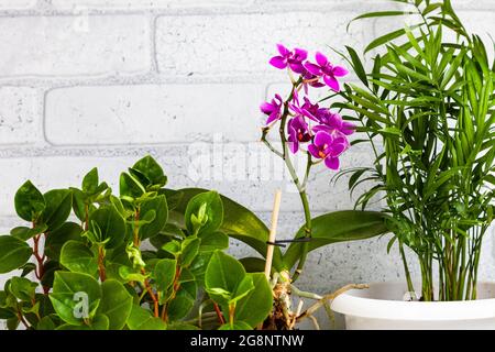 Fleurs intérieures sur fond de mur de briques. Banque D'Images