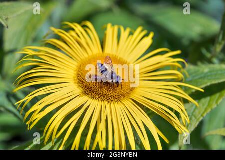 Couteau à feuilles en patchwork Bee ; Megachile centuncularis ; on Inula Flower ; Royaume-Uni Banque D'Images