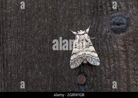 Lunar Marbled Brown Moth; Drymonia ruficornis; On Wood; Royaume-Uni Banque D'Images